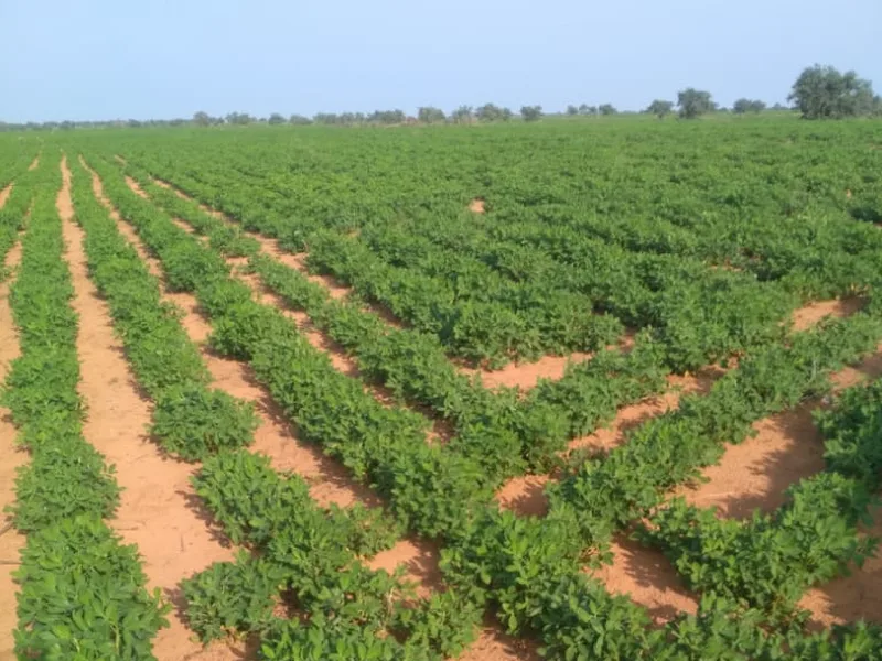 صفوف من نباتات الفول السوداني الخضراء على تربة رملية حمراء في كردفان