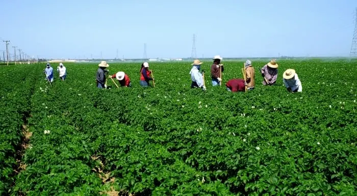 Women working in a green field