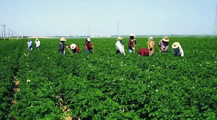 Women working in a green field